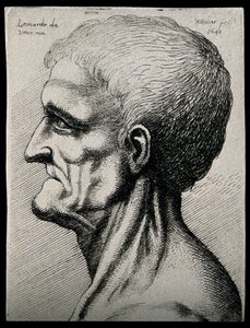 Head and neck of an elderly man, seen in left profile